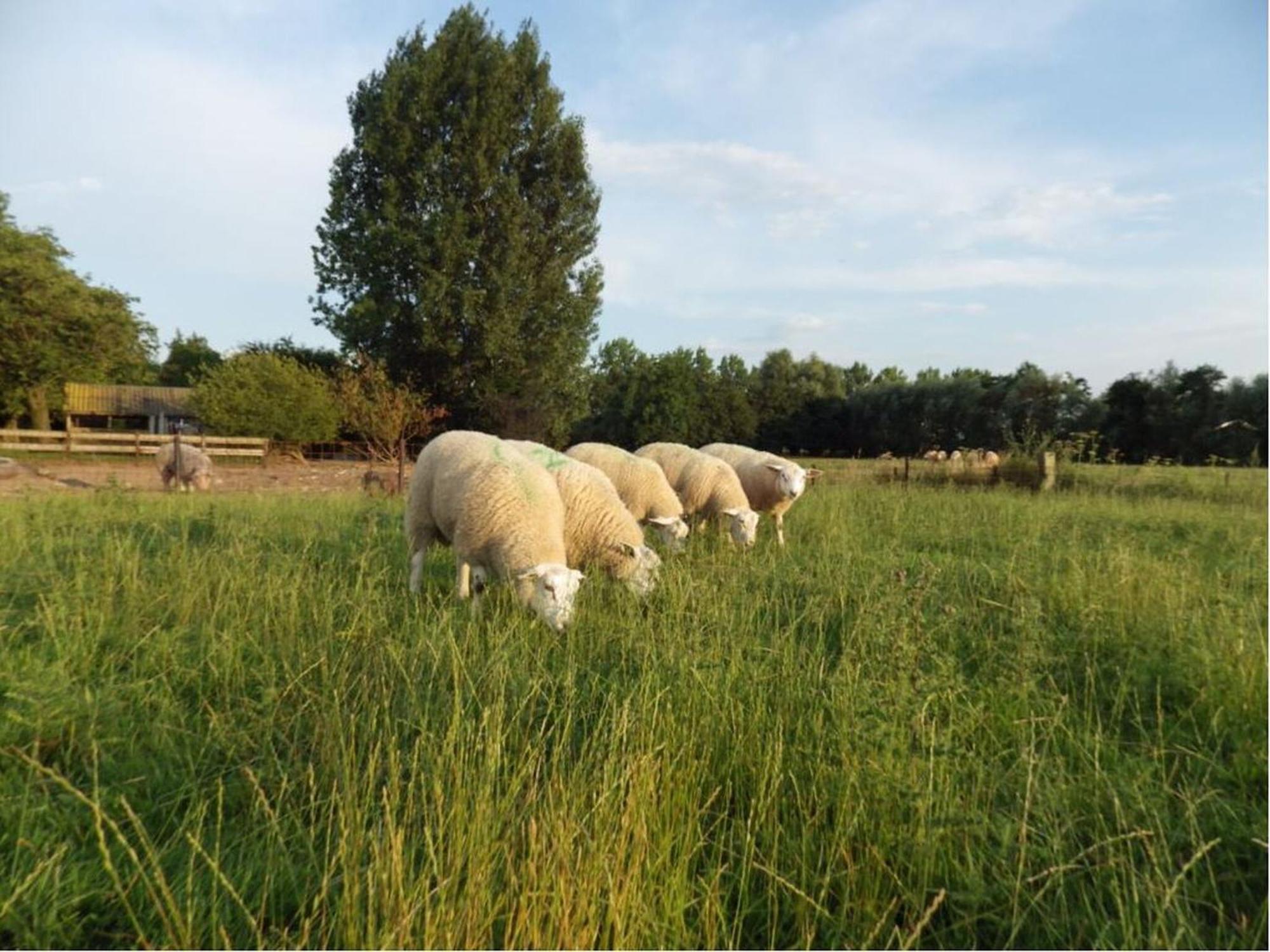 Beautiful Holiday Home In Horssen At The Farm With A Garden Zewnętrze zdjęcie